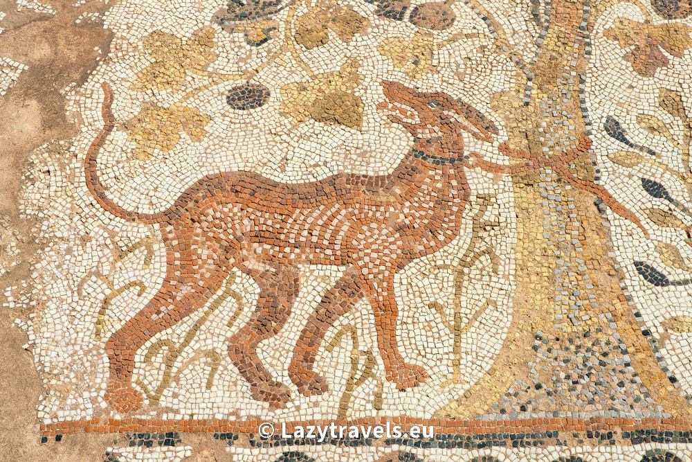 A dog tied to a tree on a mosaic in ancient Heraclea