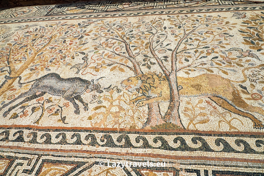 Fight between a bull and a lion on a mosaic unveiled in Heraclea