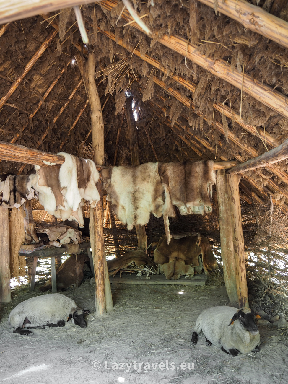 The interior of a Neolithic hut with livestock, that is, here