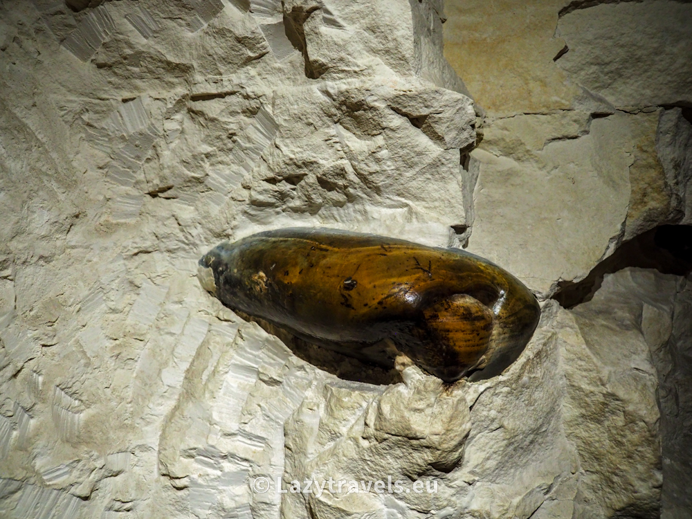 Flint concretion in Krzemionki Opatowskie