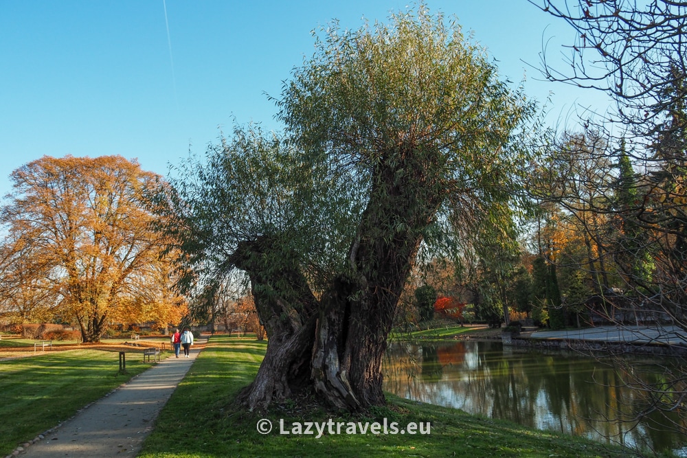 There is also a willow tree in the park, but unfortunately its glory days are behind it