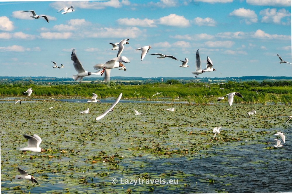 Birds over Lake Drużno