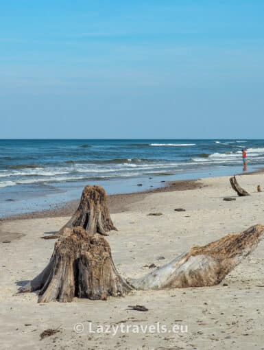 Sunken forest in Poland near Czołpin on the Baltic Sea