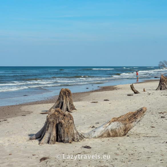 Sunken forest in Poland near Czołpin on the Baltic Sea