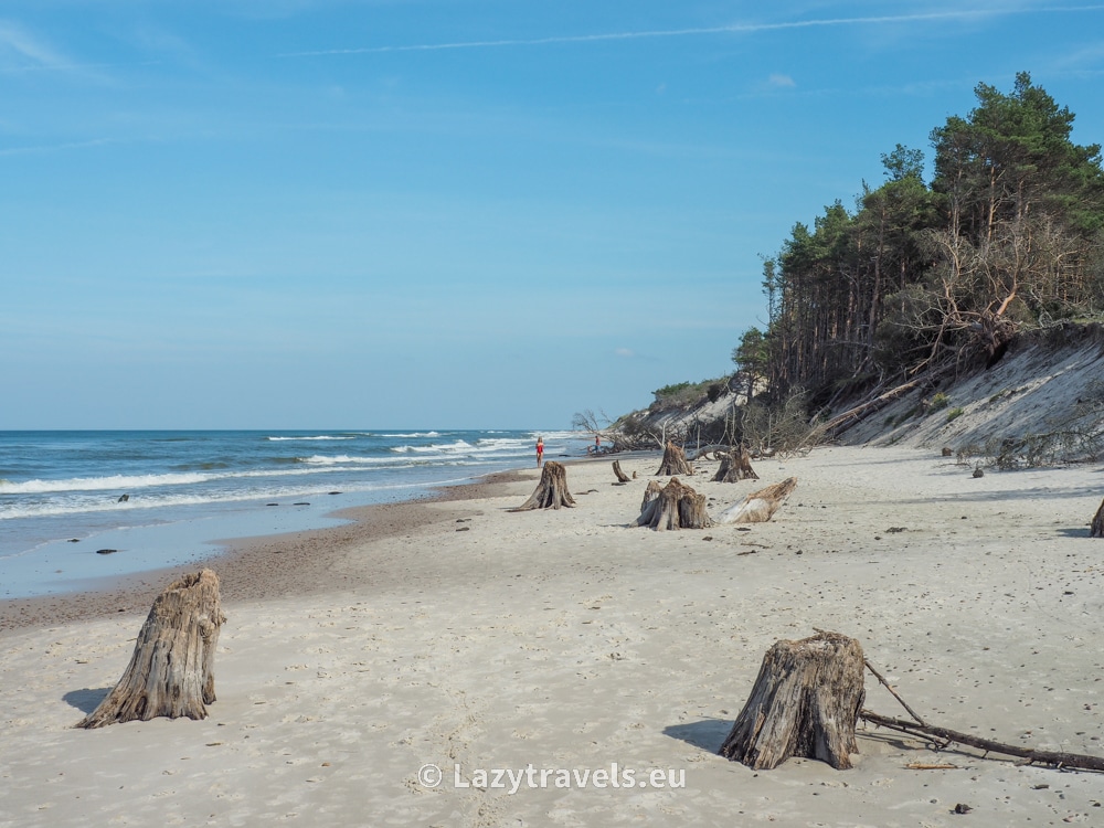 Sunken forest on the Baltic Sea