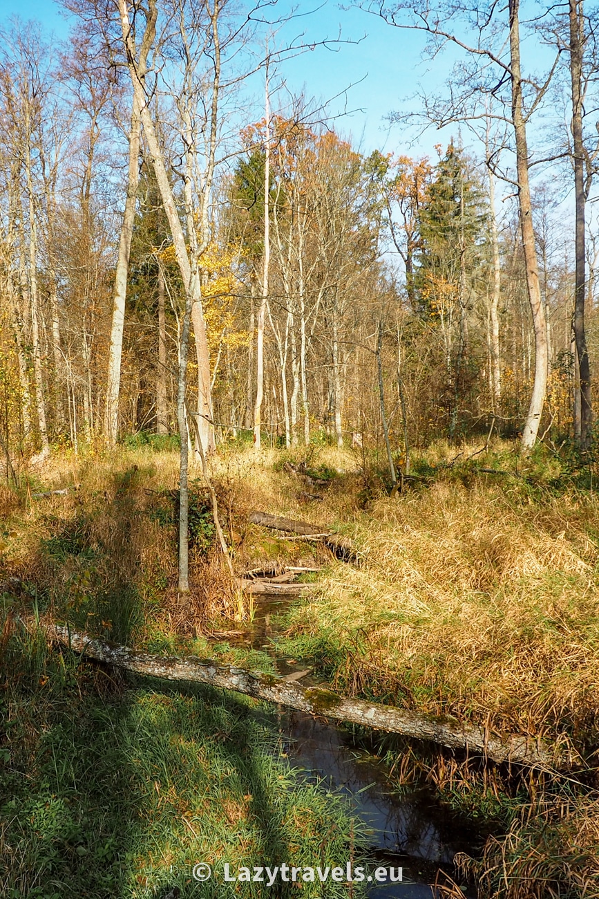 The Białowieża Forest – the oldest primeval forest in Europe. Of course, not the entire area of the forest is a strict nature reserve, but there is a part that is subject only to the laws of nature and is not managed by humans.